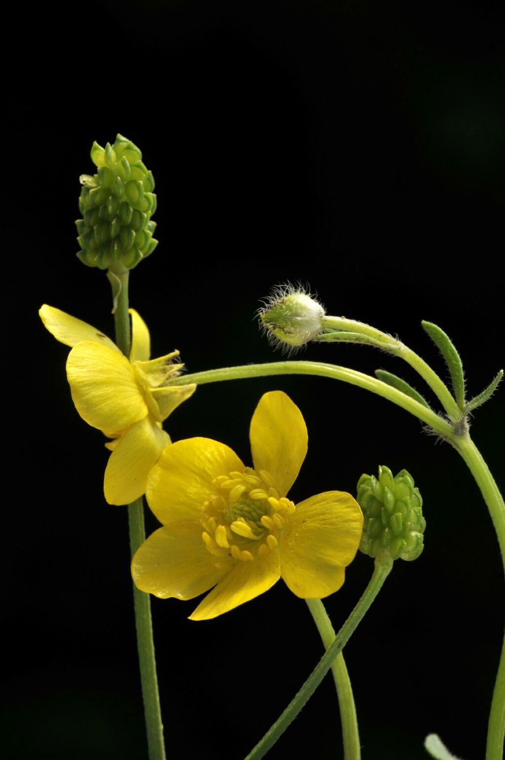 Ranunculus sardous (hero image)