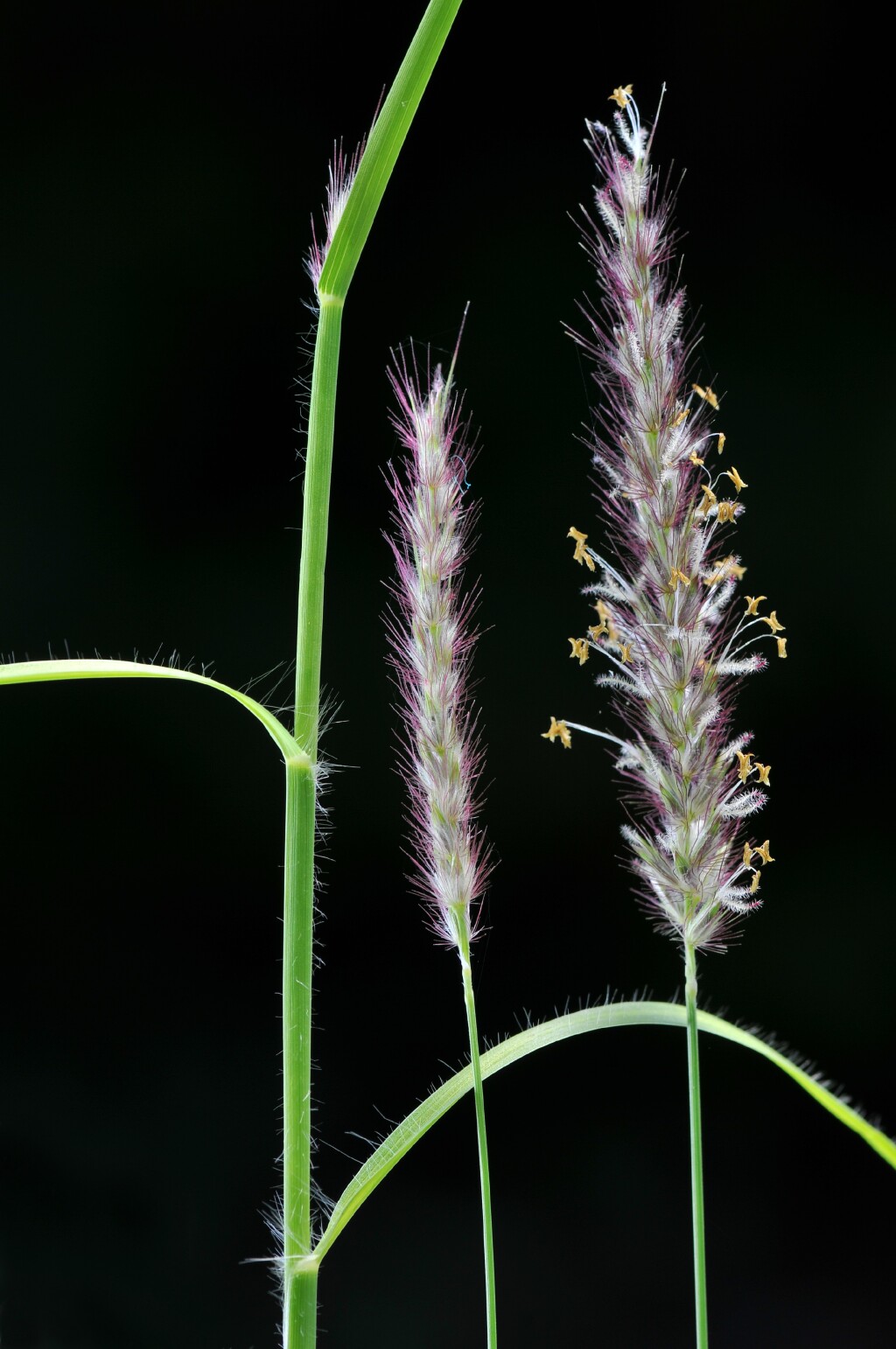 Cenchrus ciliaris (hero image)