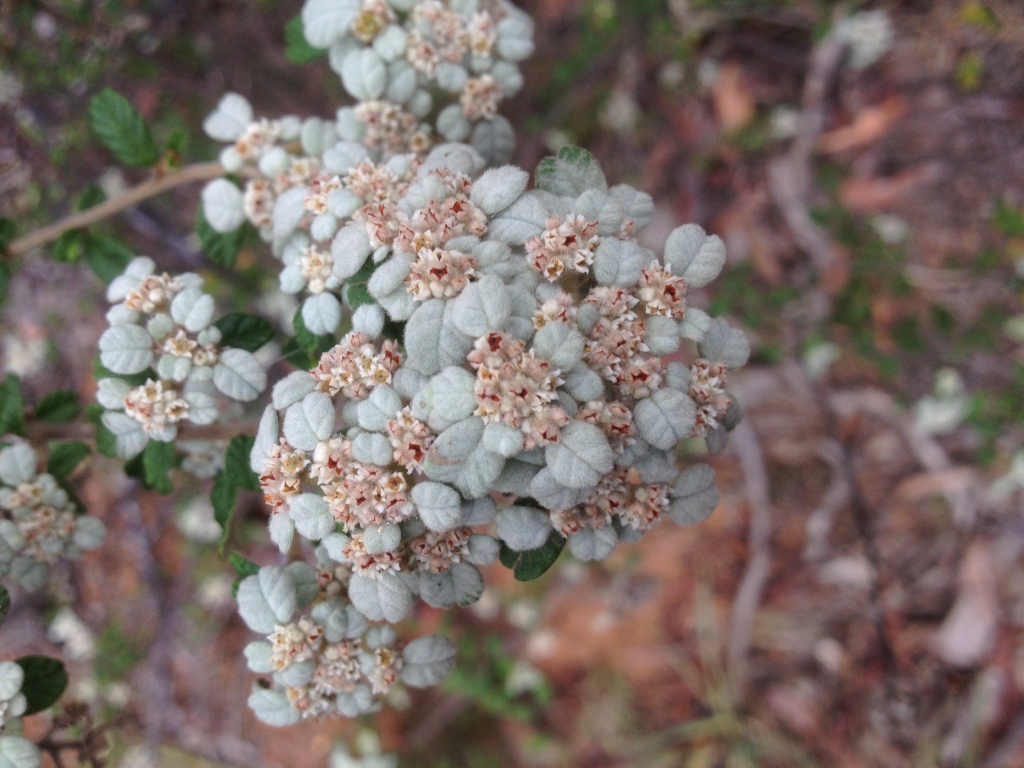 Spyridium parvifolium (hero image)