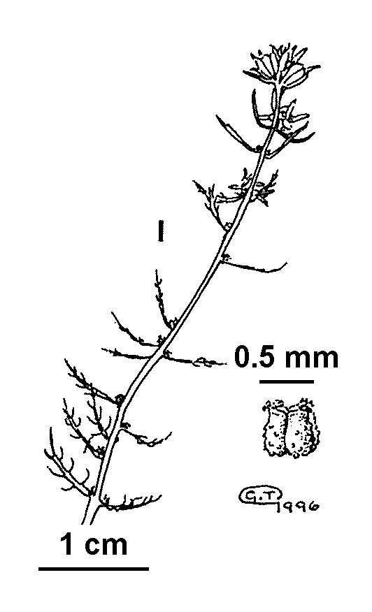 Myriophyllum gracile (hero image)