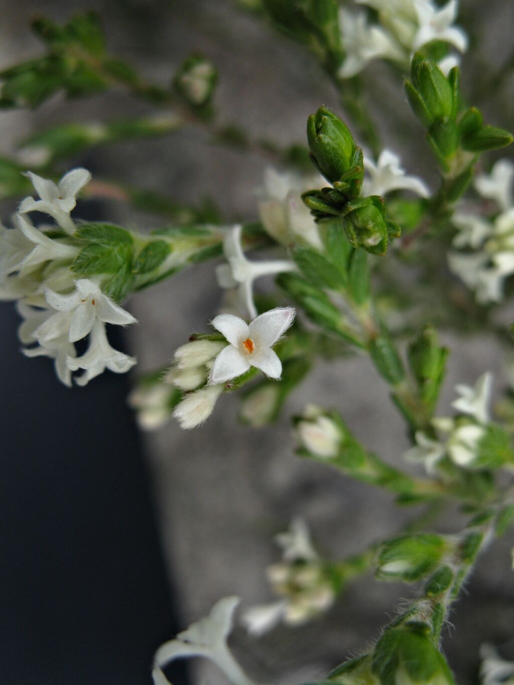 Pimelea phylicoides (hero image)