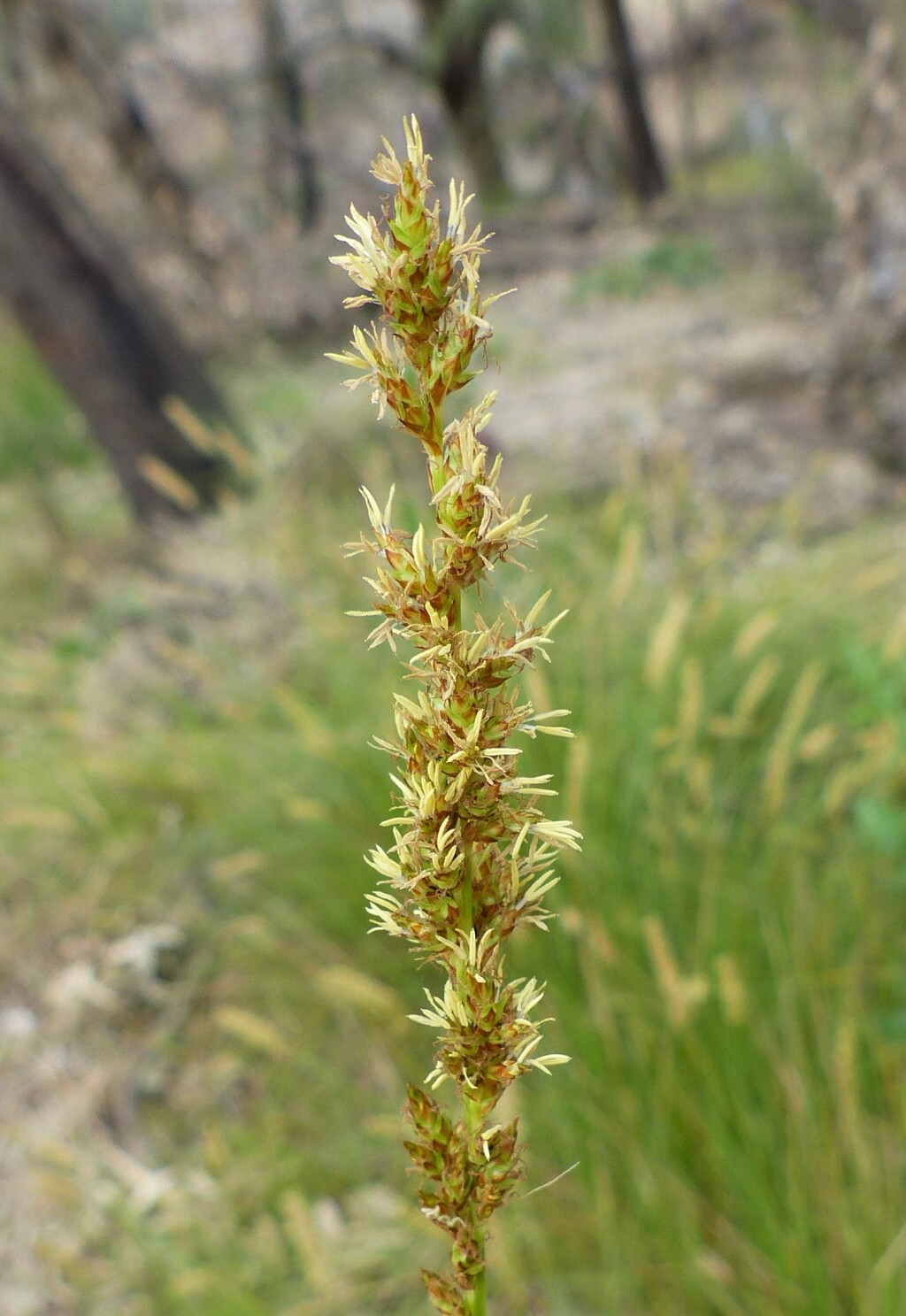 Carex appressa (hero image)