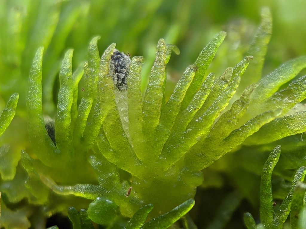 Riccardia (hero image)