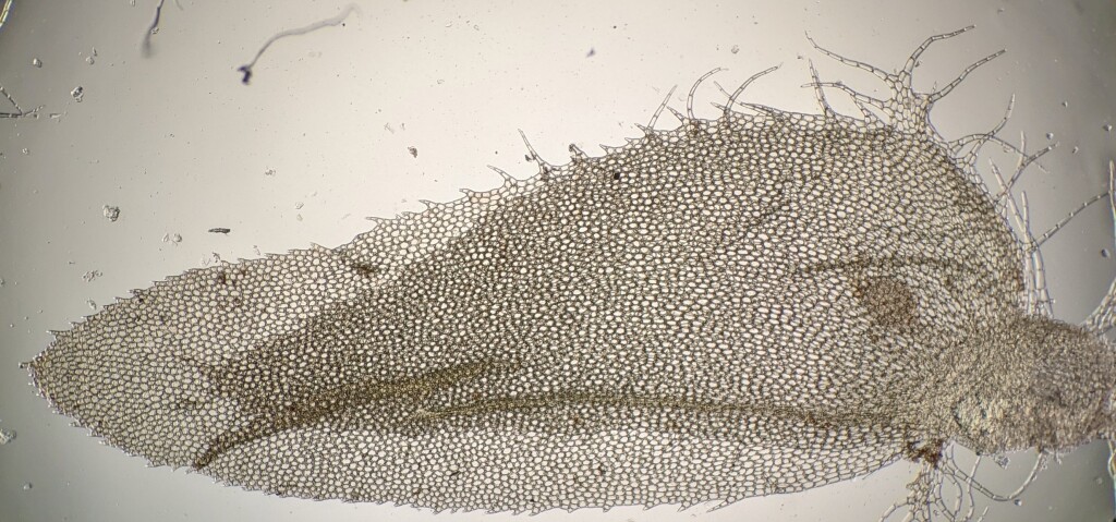 Schistochilaceae (hero image)