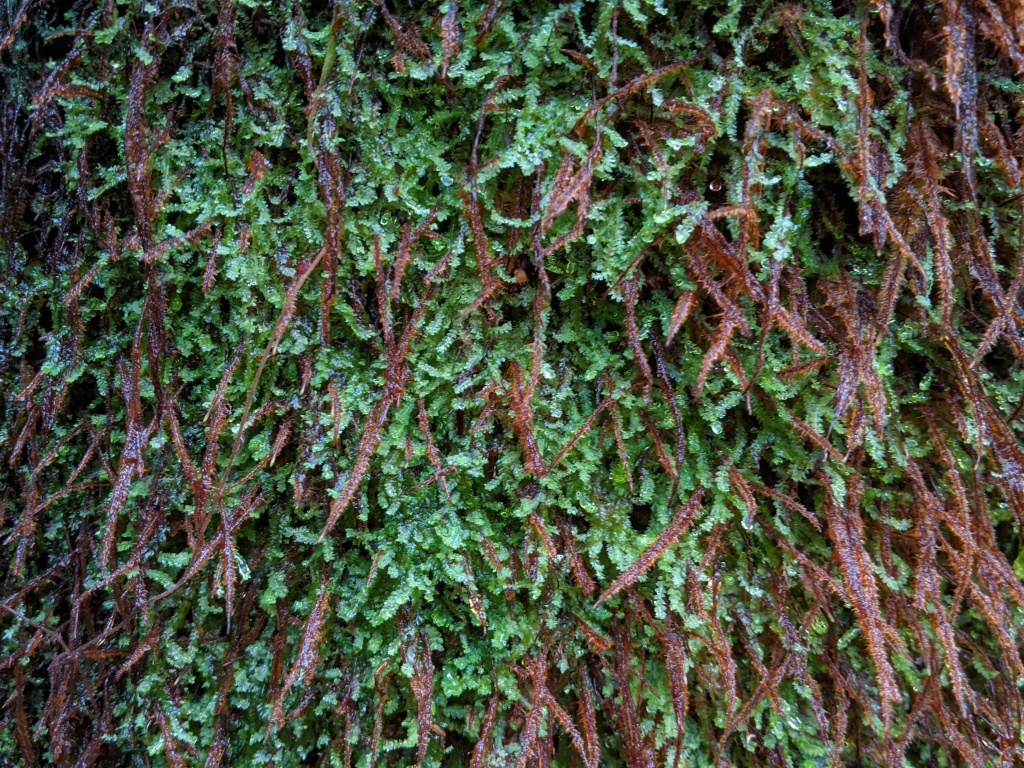 Leptophyllopsis (hero image)