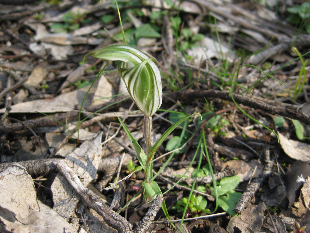 Pterostylis robusta (hero image)