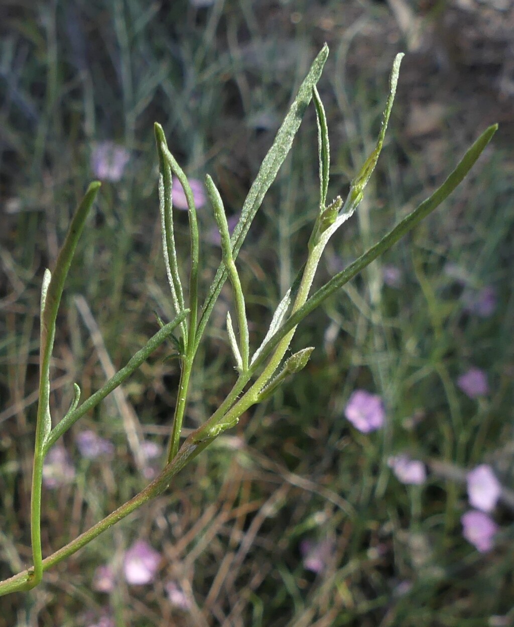 Convolvulus angustissimus subsp. fililobus (hero image)