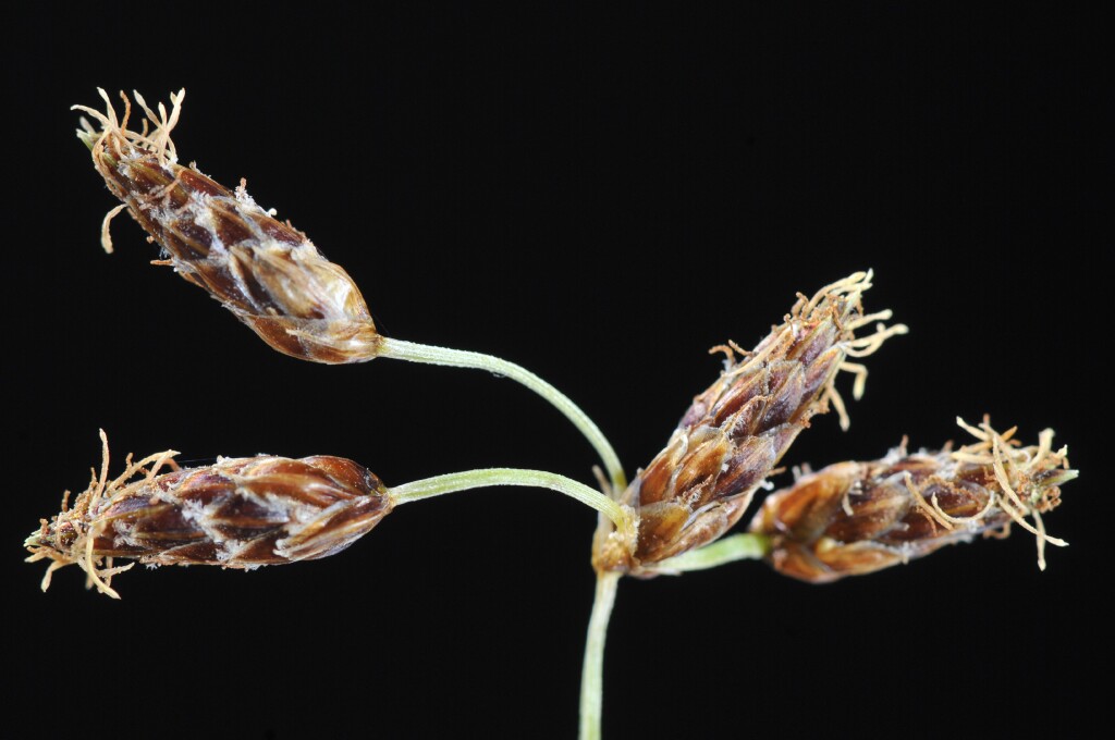 Fimbristylis dichotoma (hero image)