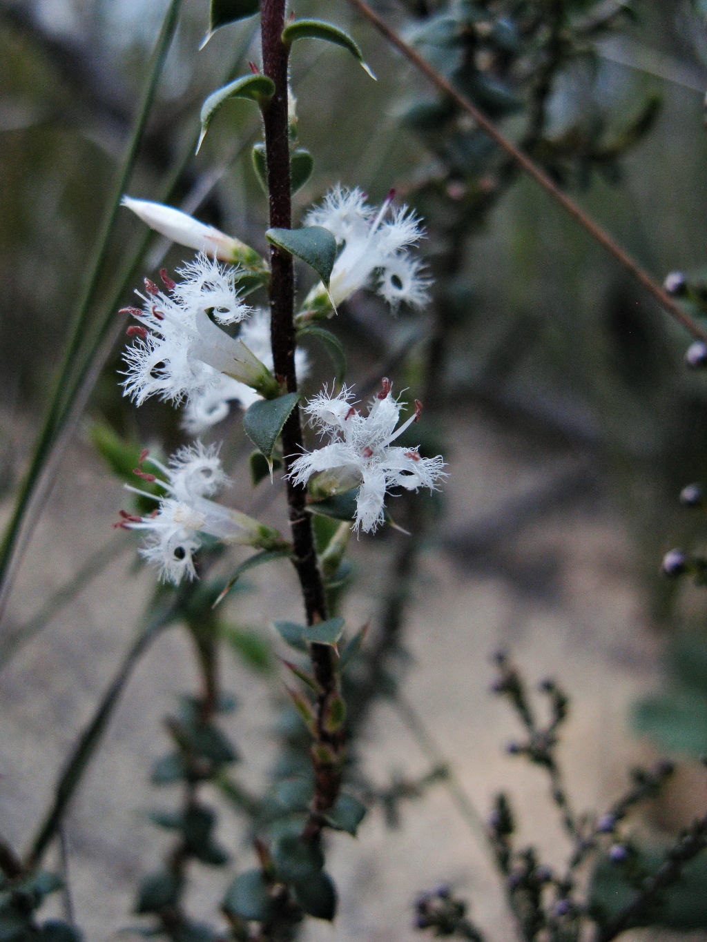 Styphelia exarrhena (hero image)