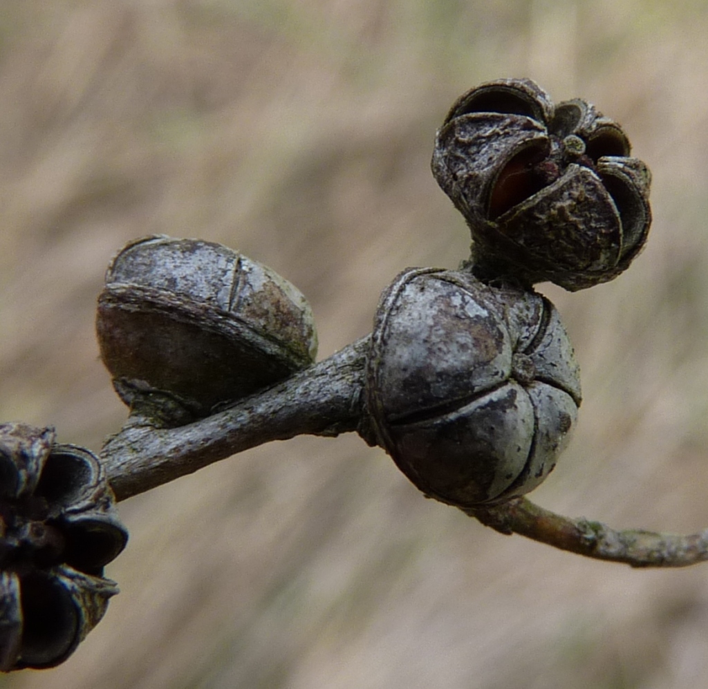 Leptospermum obovatum (hero image)