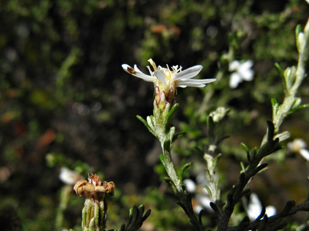 Olearia minor (hero image)