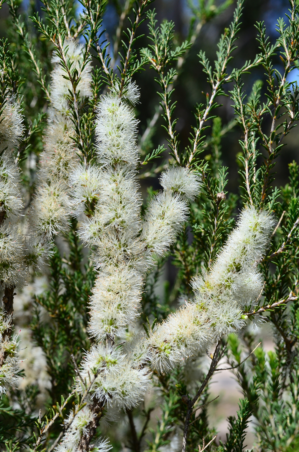 Melaleuca brevifolia (hero image)