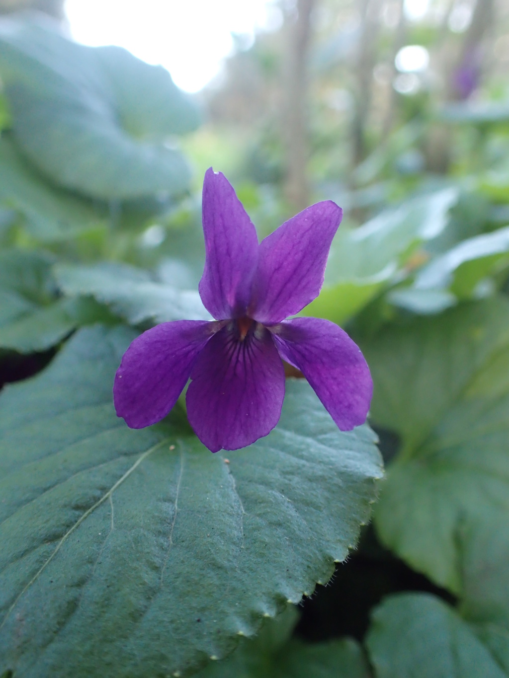 Viola odorata (hero image)