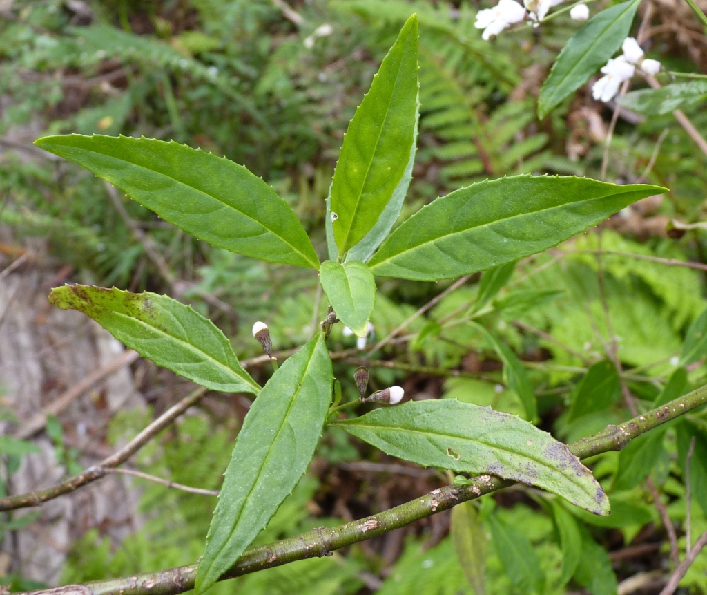 Prostanthera lasianthos var. lasianthos (hero image)