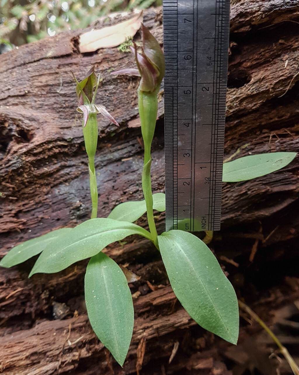 Chiloglottis jeanesii (hero image)