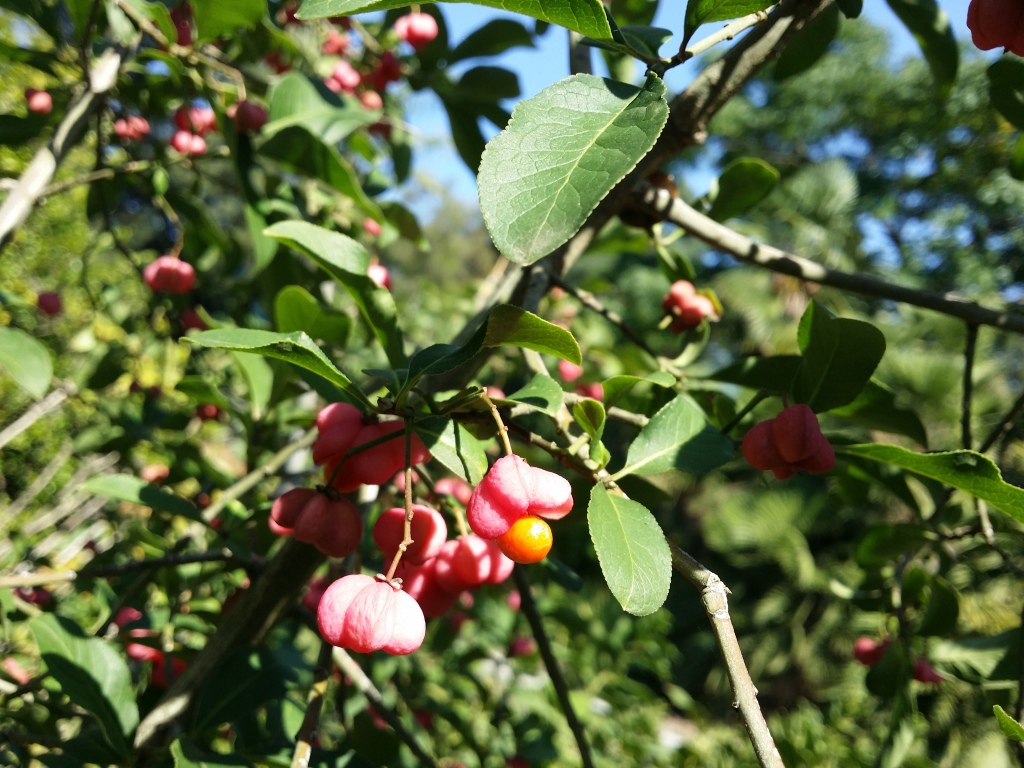 Euonymus europaeus (hero image)