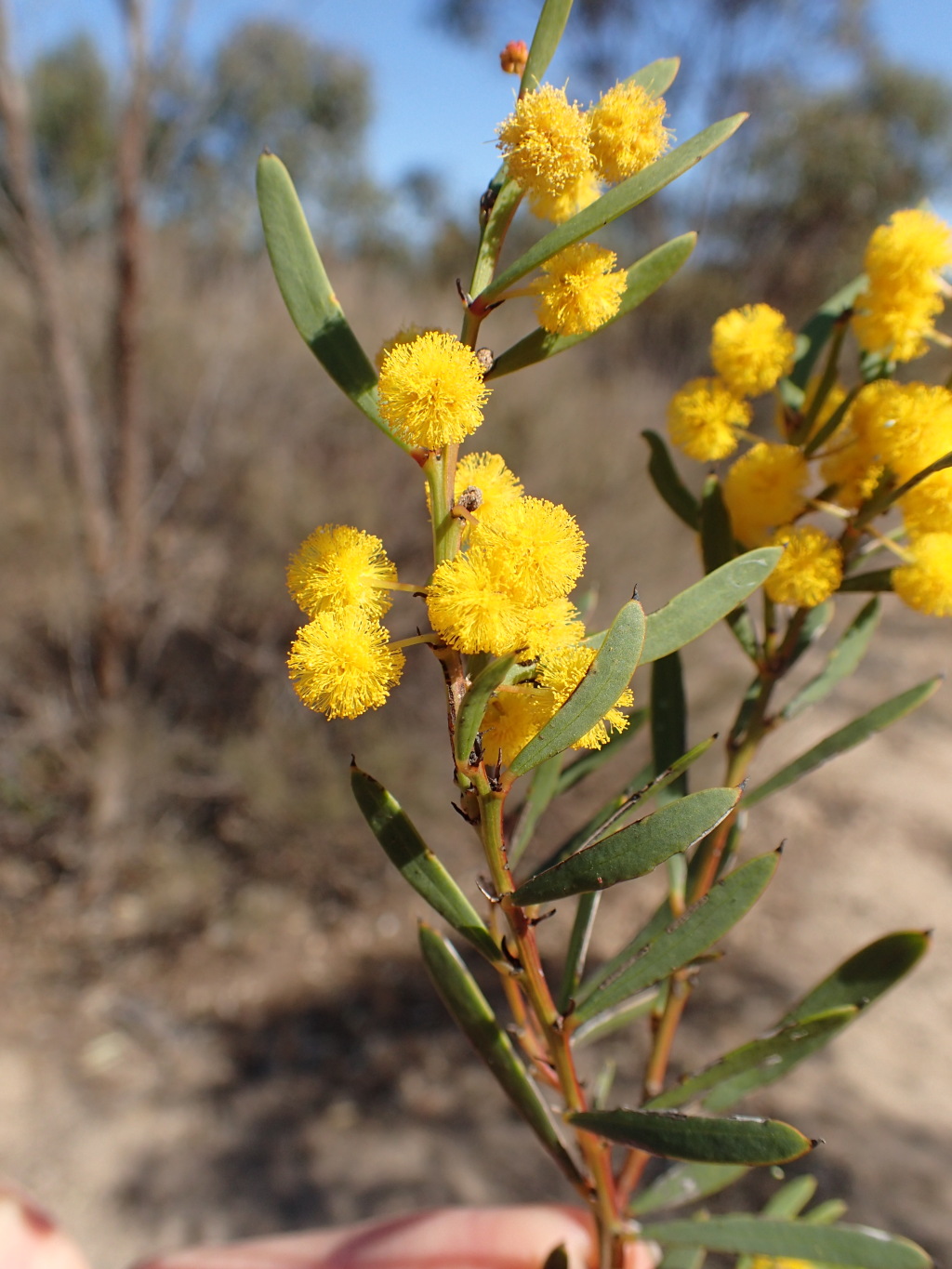 Acacia simmonsiana (hero image)