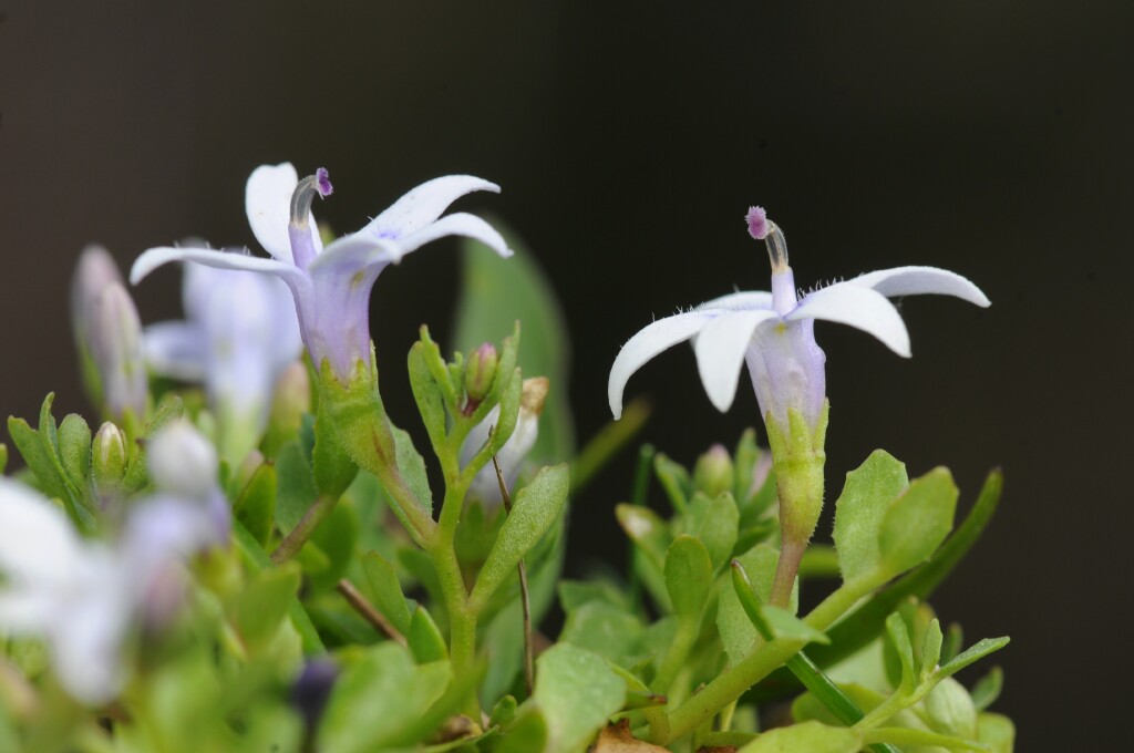 Isotoma fluviatilis (hero image)