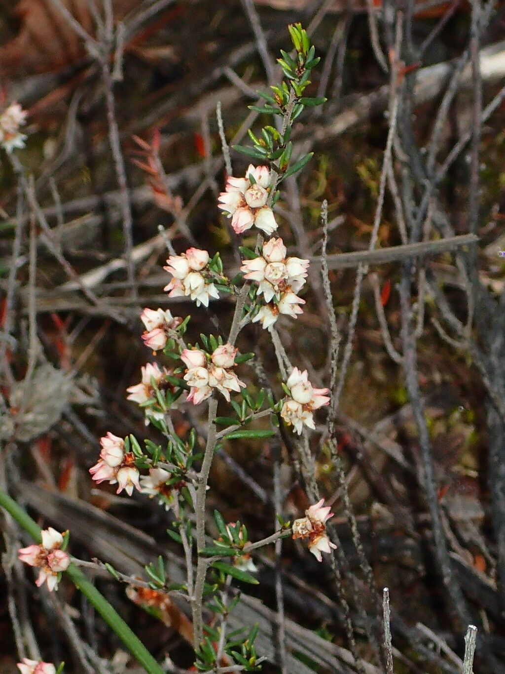 Cryptandra tomentosa (hero image)