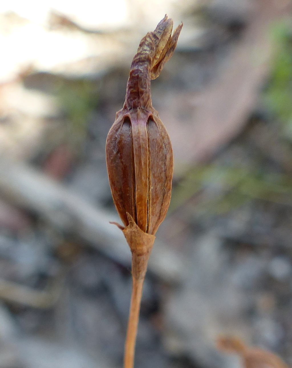 Thelymitra rubra (hero image)