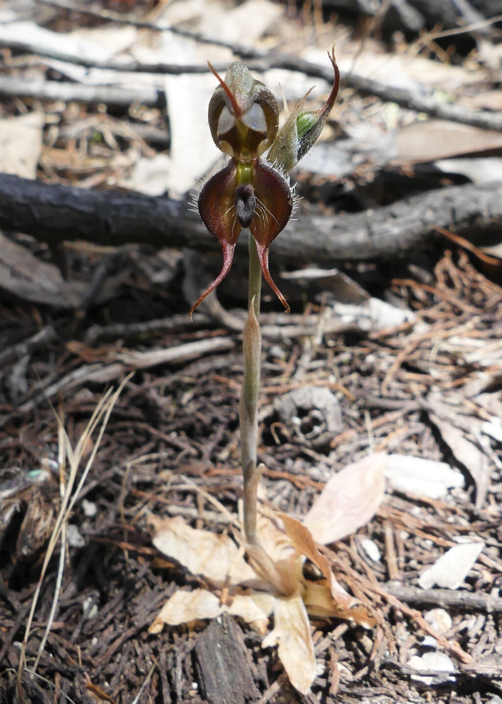 Pterostylis sp. aff. boormanii (Beechworth) (hero image)