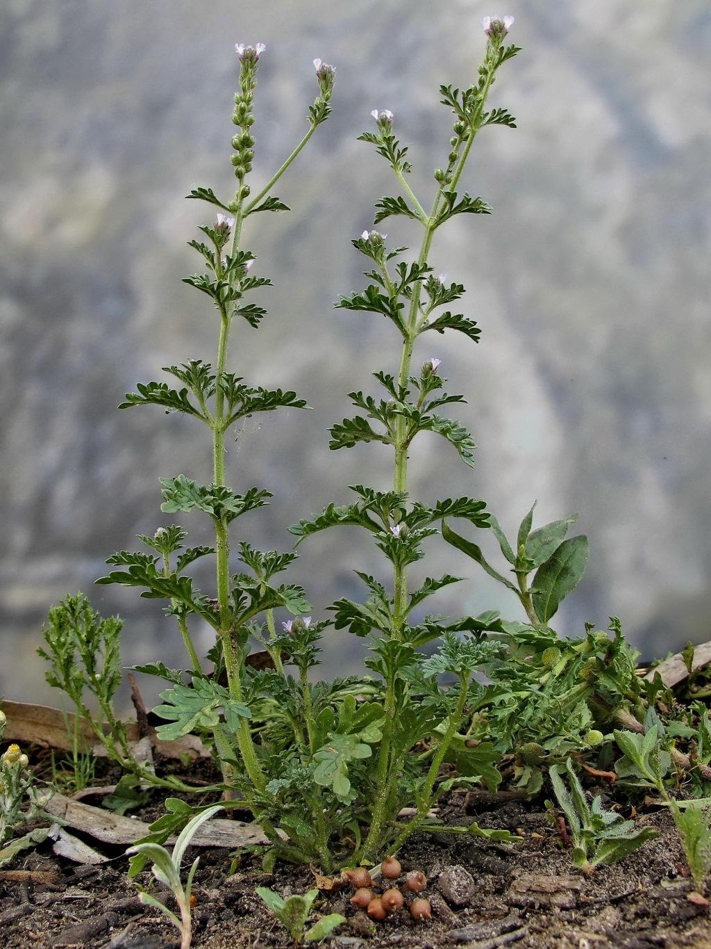 Verbena supina (hero image)