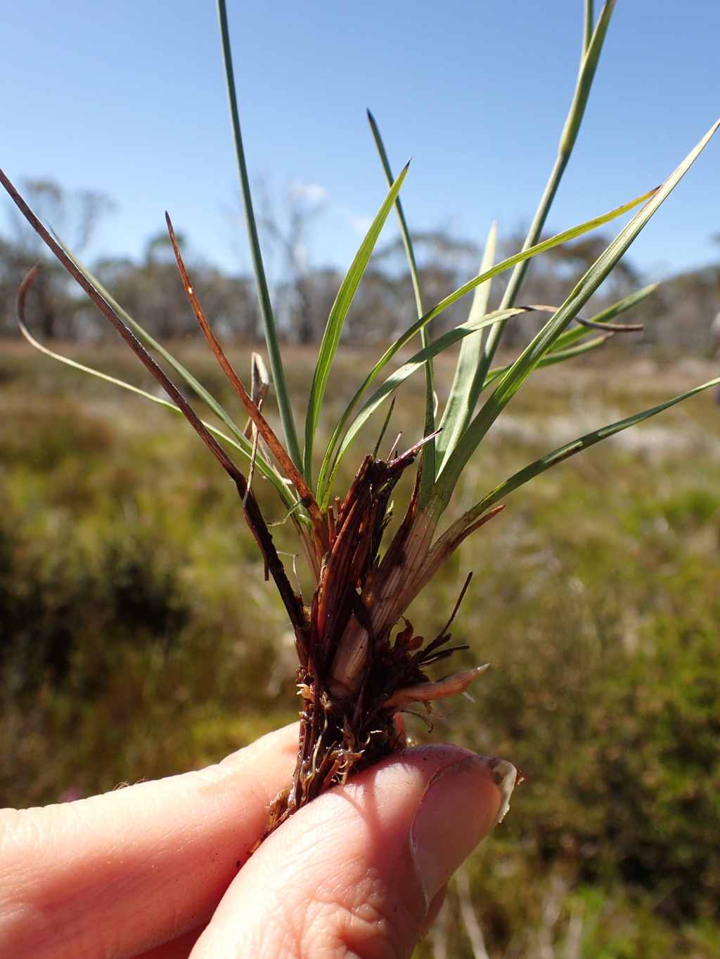 Juncus falcatus (hero image)