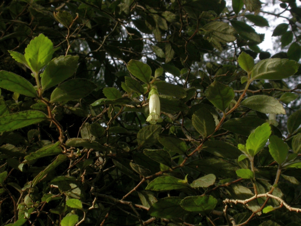 Gesneriaceae (hero image)