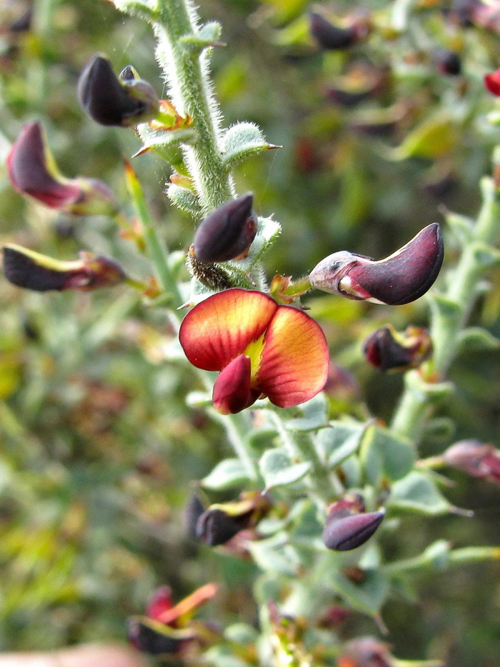 Daviesia arenaria (hero image)