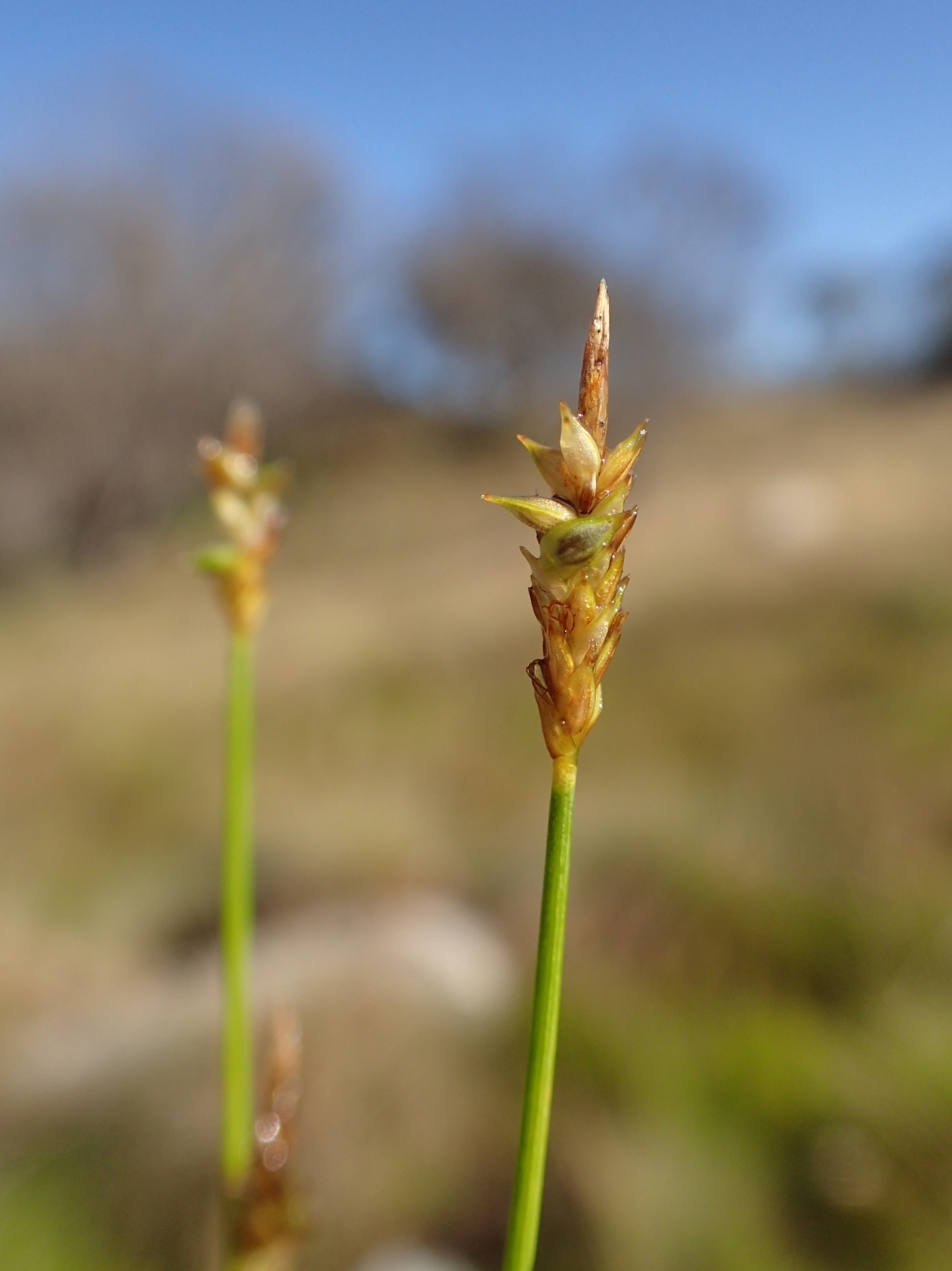 Carex capillacea (hero image)