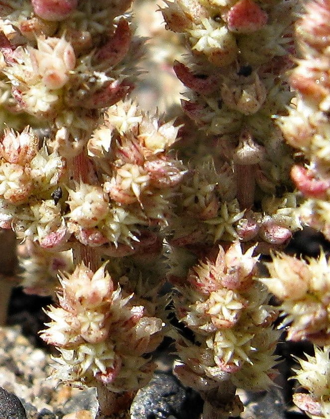 Crassula colorata var. acuminata (hero image)