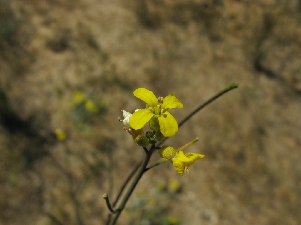 Sisymbrium (hero image)