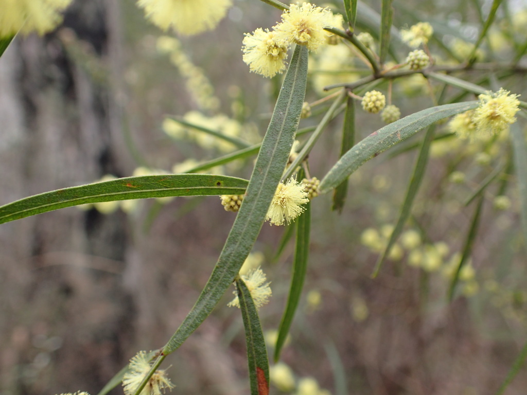 Acacia stictophylla (hero image)