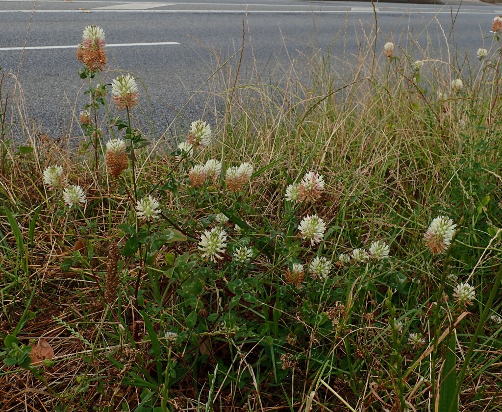 Trifolium vesiculosum var. vesiculosum (hero image)