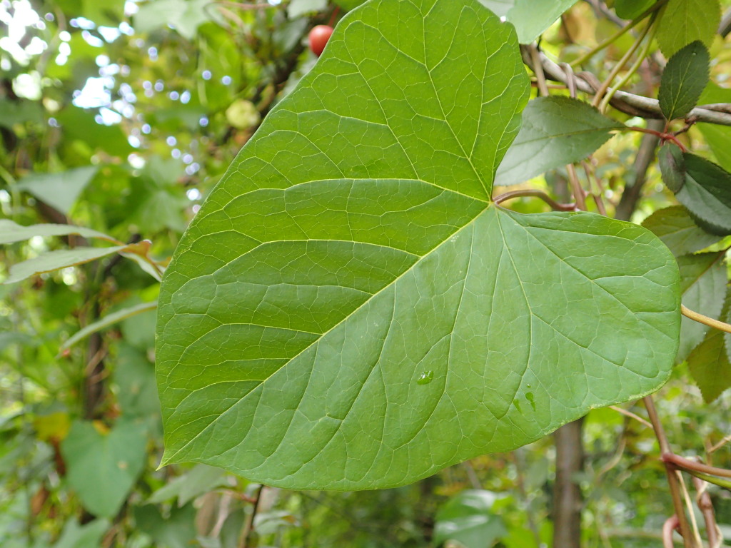 Calystegia (hero image)