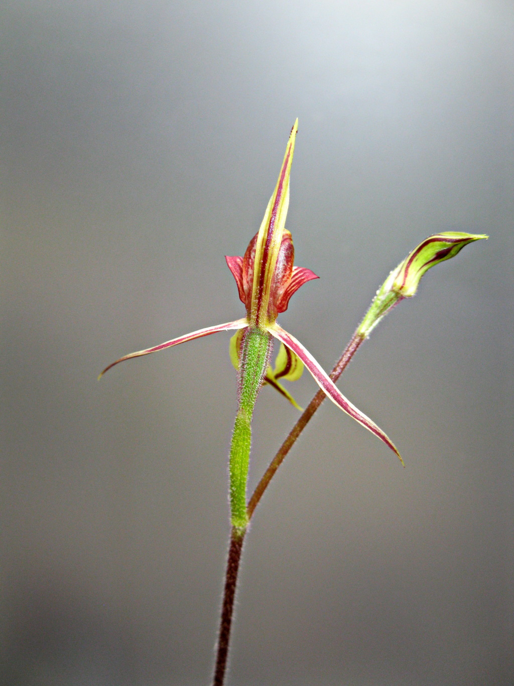 Caladenia cardiochila (hero image)