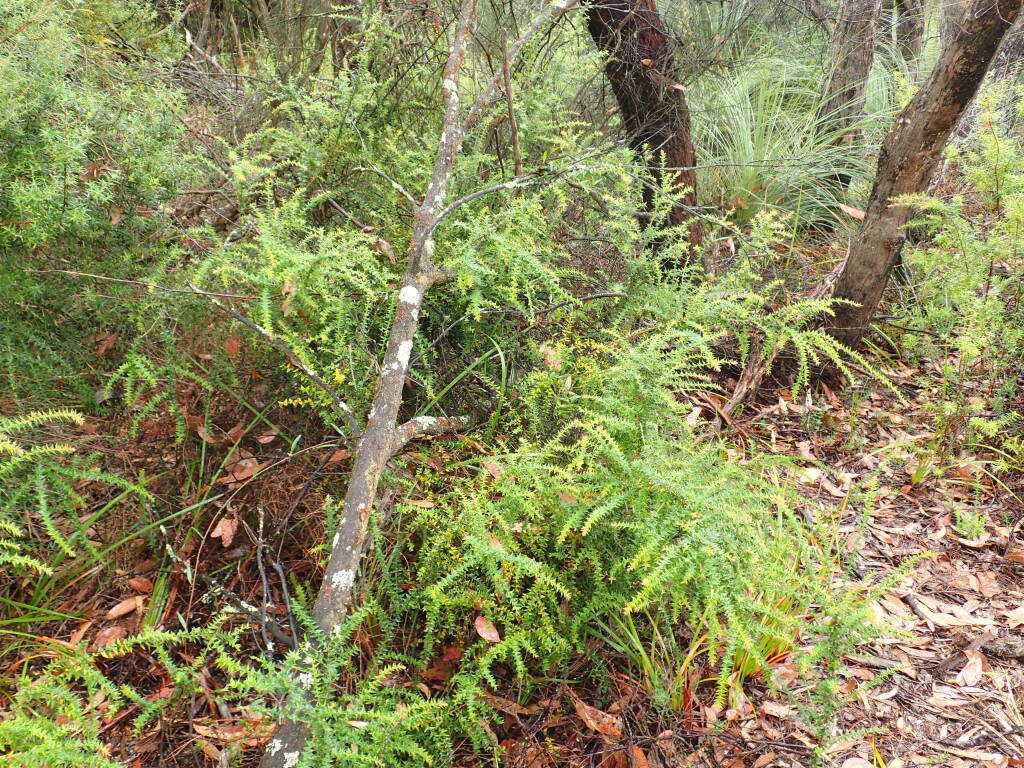 Bossiaea cordifolia (hero image)