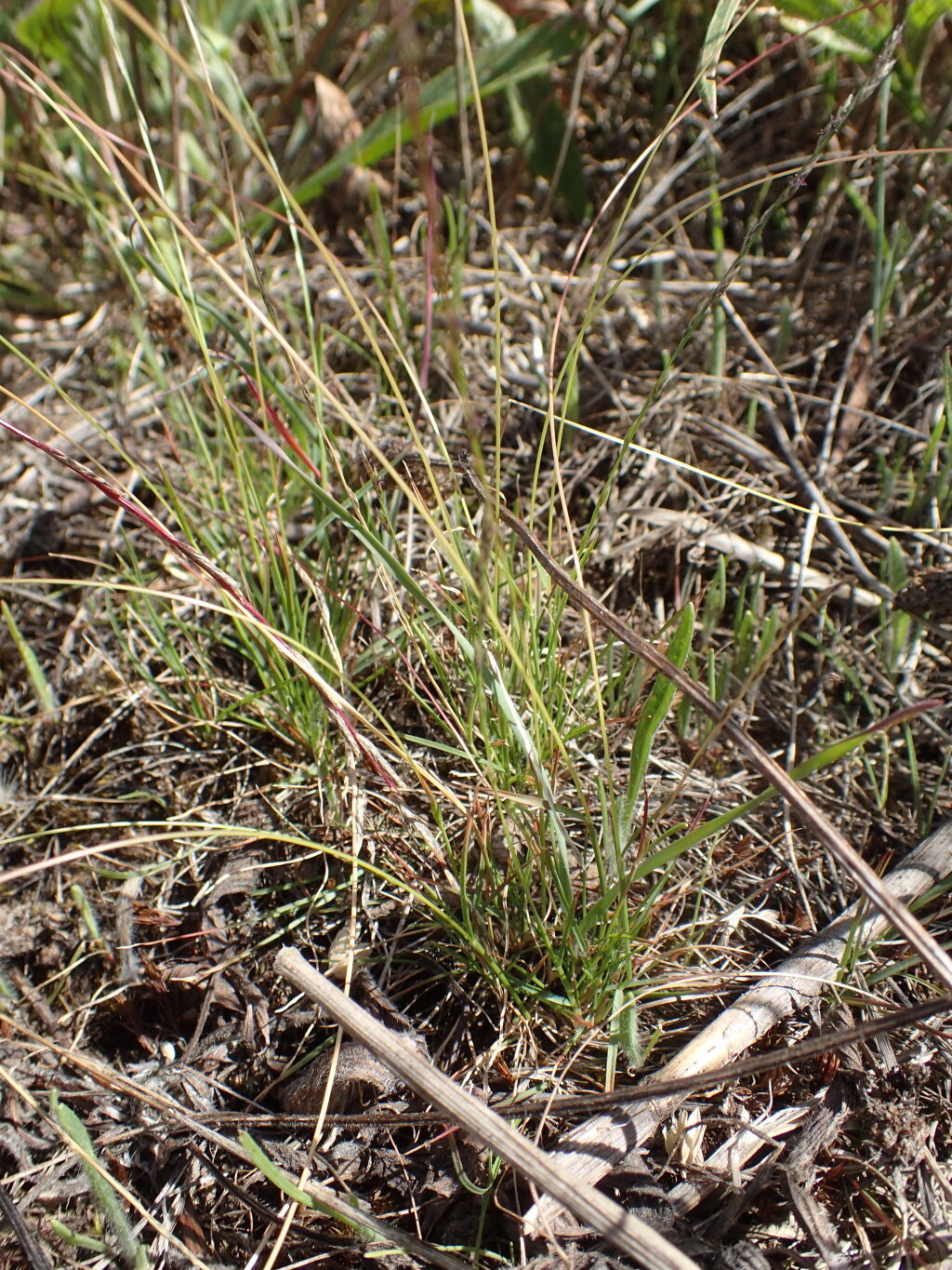 Tripogonella loliiformis (hero image)