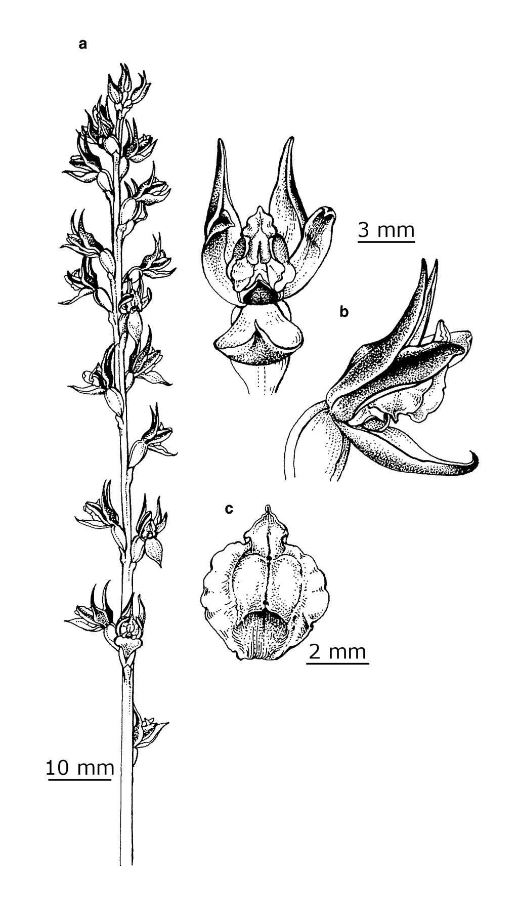 Prasophyllum niphopedium (hero image)