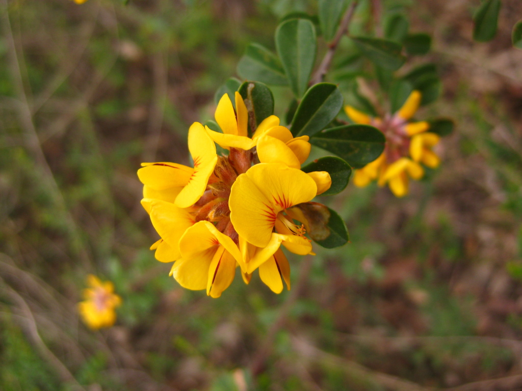 Pultenaea daphnoides (hero image)