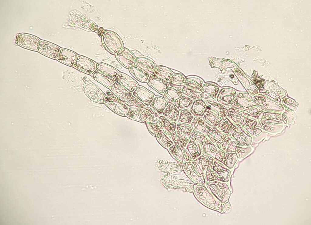 Hepatostolonophora (hero image)