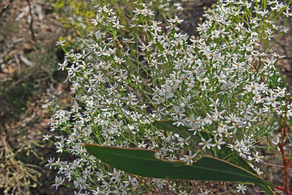 Olearia teretifolia (hero image)