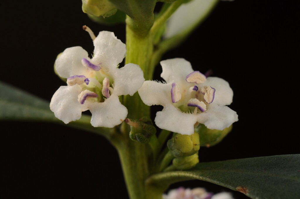 Myoporum (hero image)