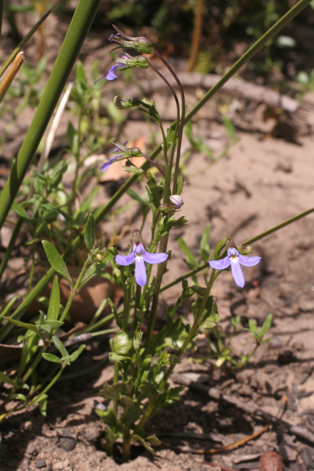 Lobelia rhombifolia (hero image)