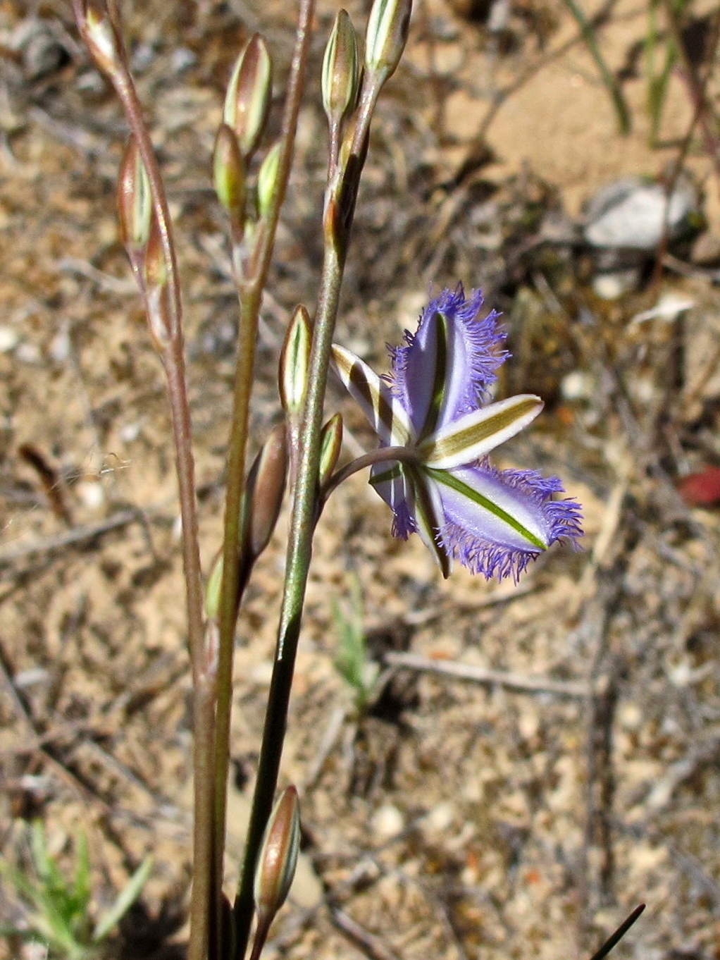 Thysanotus baueri (hero image)