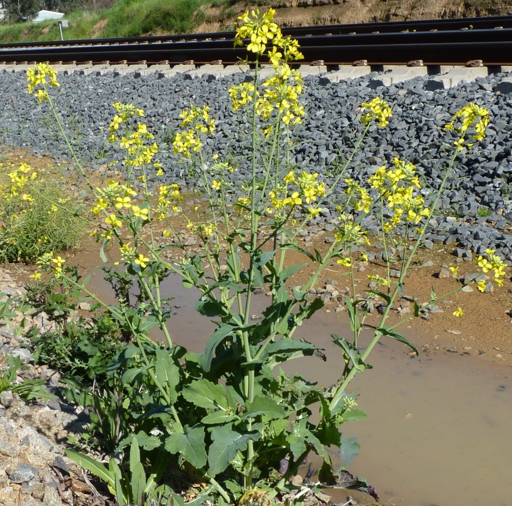 Brassica (hero image)