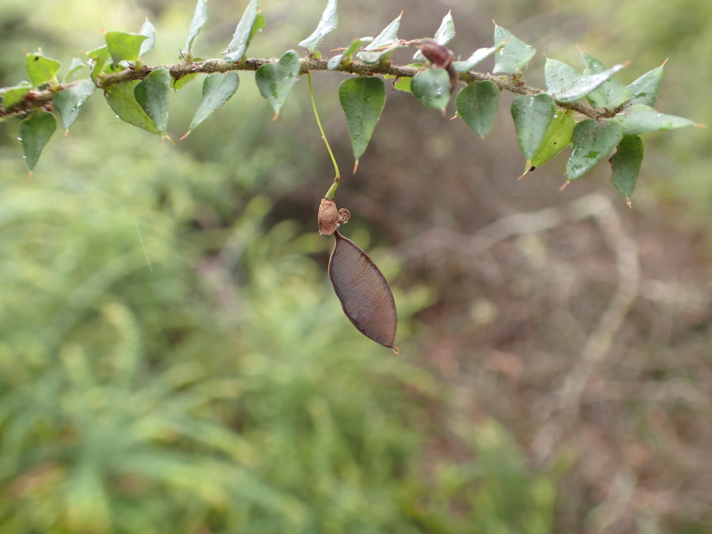 Bossiaea cordifolia (hero image)