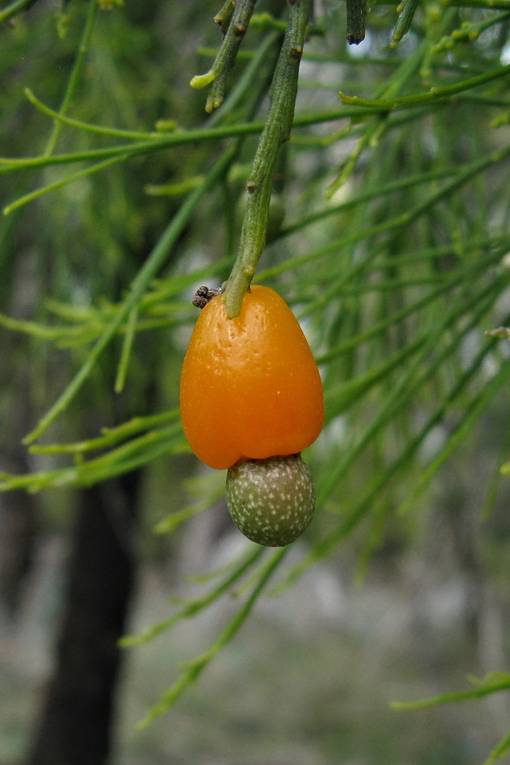 Exocarpos cupressiformis (hero image)
