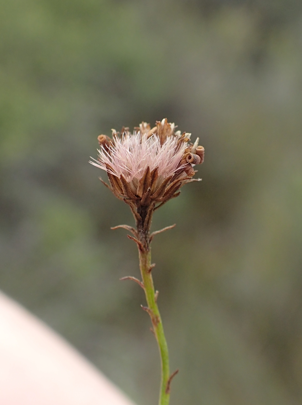 Olearia suffruticosa (hero image)