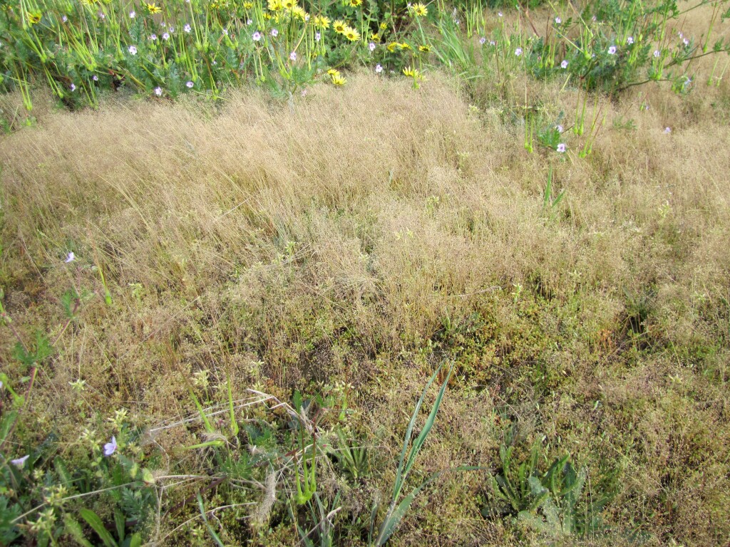 Molineriella minuta (hero image)